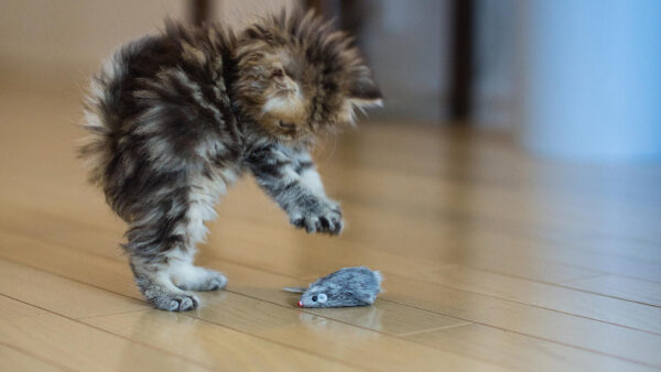 Wallpaper Cat, Play, Mouse, Standing, Funny, With, Kitten, Floor