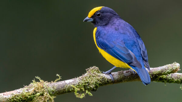 Wallpaper Bird, Blur, Birds, Branch, Tree, Yellow-Crowned, Standing, Background, Euphonia