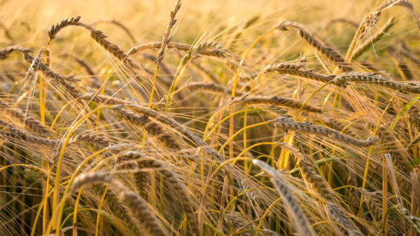 Wallpaper Wheat, Field, View, Blur, Closeup, Photography, Ear, Background