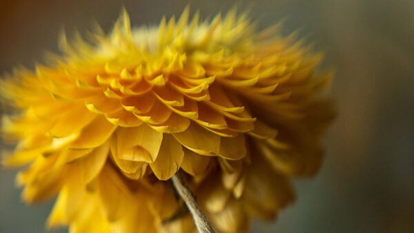 Wallpaper Petals, Background, Flower, Closeup, Yellow, Flowers, Blur, View