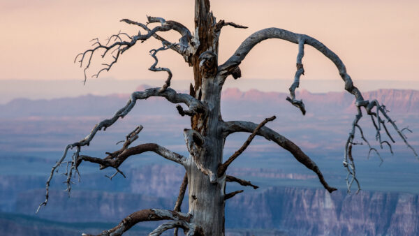 Wallpaper Dry, Nature, Closeup, View, Background, Tree, Canyon, Blur, Branches