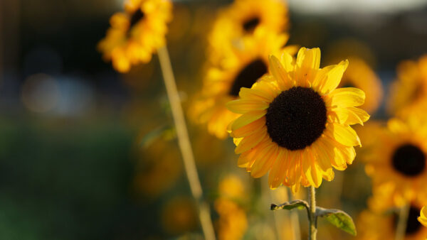 Wallpaper Petals, View, Blur, Background, Flowers, Sunflowers, Closeup