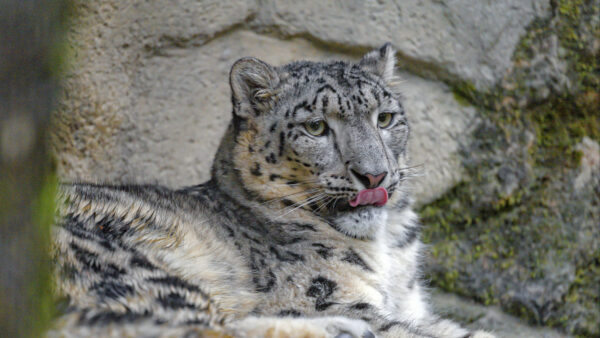 Wallpaper Protruding, Irbis, With, Rock, Background, Tongue, Sitting