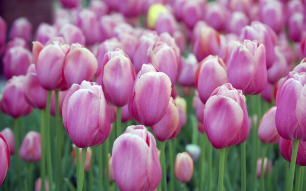 Wallpaper Pink, Tulips