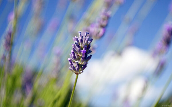 Wallpaper Lavender