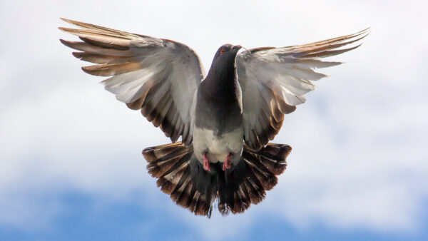 Wallpaper Pigeon, Flying