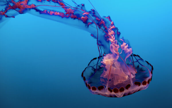 Wallpaper Underwater, Jellyfish