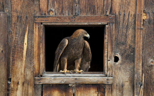 Wallpaper Eagle, Barn