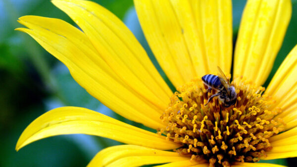 Wallpaper Flower, Yellow