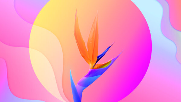 Wallpaper Flower, Colorful, Abstract