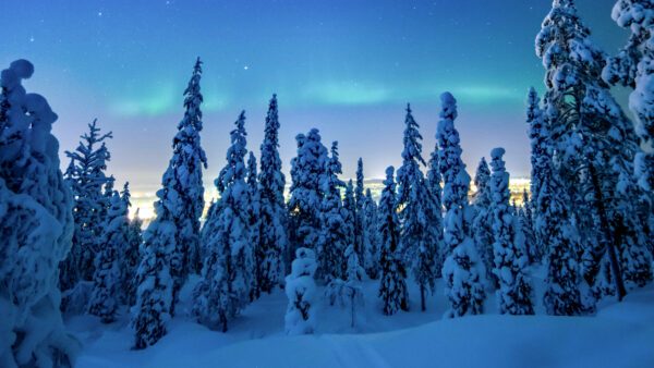 Wallpaper Winter, Frosted, Forest