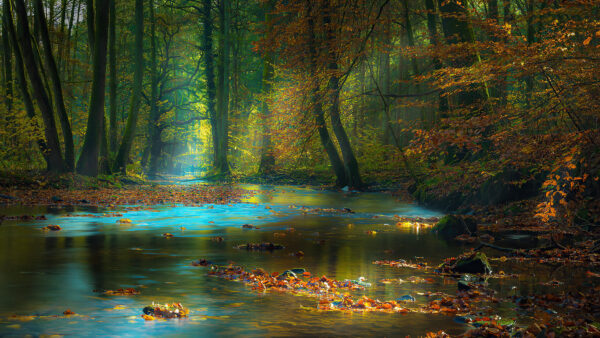 Wallpaper Autumn, Nature, Mobile, Light, Landscape, River, Between, Trees, Through, Sunbeam, Desktop, Passing, Sun, Green