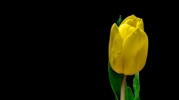 Wallpaper Images, Pc, Wallpaper, Flower, Yellow, Cool, Tulip, Background, Plant, 4k, Desktop, Phone, Mobile, Petals