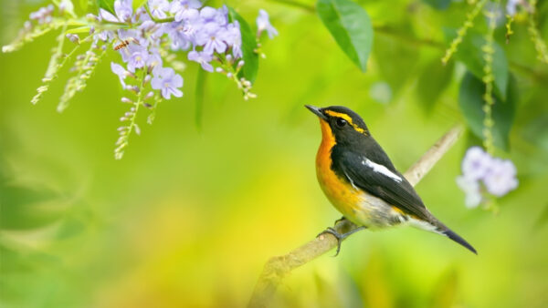 Wallpaper Tree, Bird, Blur, Yellow, Background, Branch, Desktop, Black, Green, Animals, And, Maya