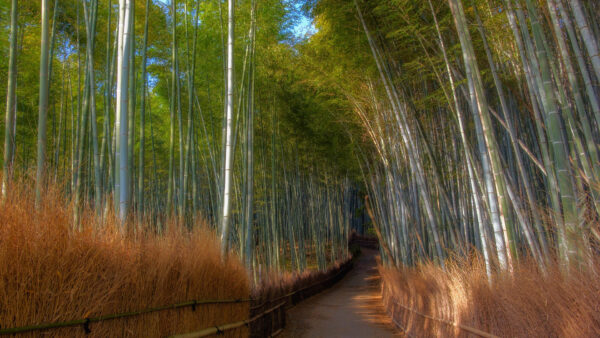 Wallpaper Nature, Between, Trees, Pathway, Bamboo