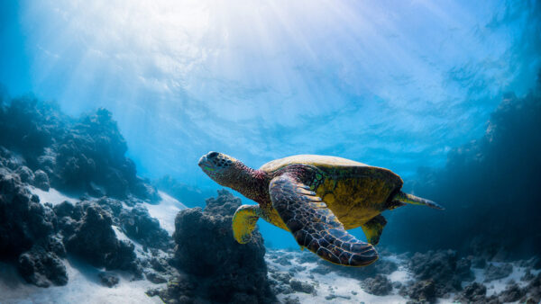 Wallpaper Coral, Turtle, Swimming, Animals, Brown, Underwater, Desktop, Reefs, Near