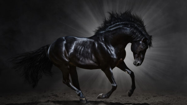 Wallpaper Desktop, Horse, Gray, Mobile, Black, And, Background, With