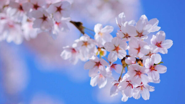 Wallpaper Background, Spring, White, Blossom, Flowers, Sky