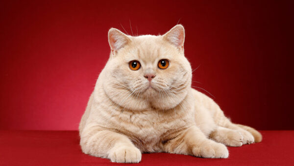 Wallpaper Color, Animals, Brown, Cat, Desktop, Background, Chubby, Red