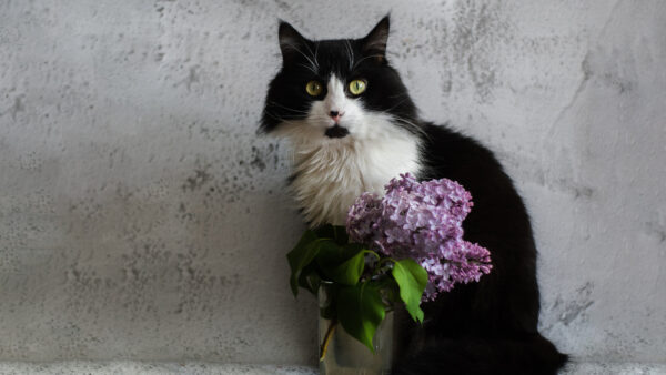 Wallpaper Cat, Eyes, Flowers, Near, Black, Sitting, And, White, Desktop, Green, Mobile, Glass, With, Purple