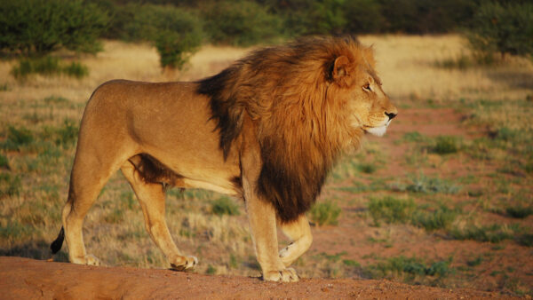 Wallpaper Desktop, Landscape, Predator, Lion, Walking, Forest