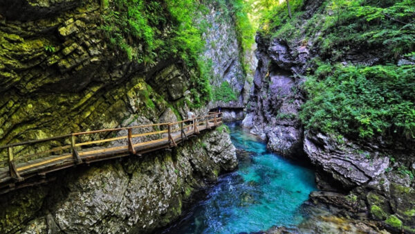 Wallpaper Plants, Bridge, Trees, Covered, Blue, Algae, Nature, Desktop, Green, Near, Rock, Wood, Scenery, Mobile, River, Mountains