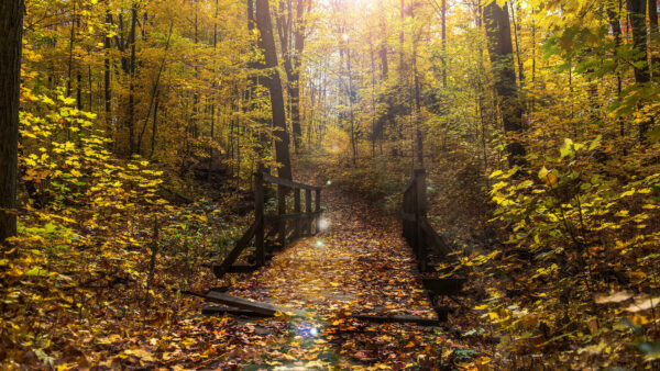 Wallpaper Bridge, Trees, Mobile, Between, Sunbeam, Covered, With, Nature, Desktop, Forest