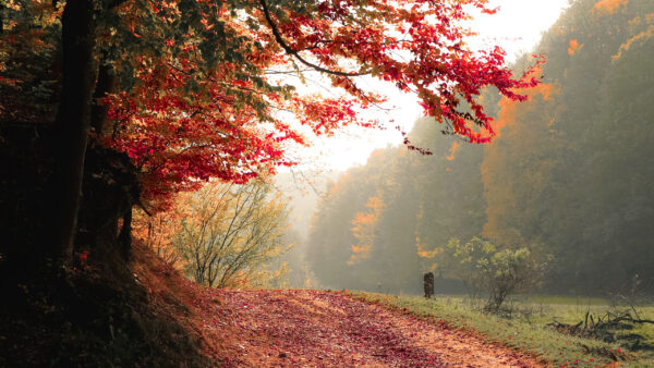 Wallpaper Flowers, Red, Nature, And, Blossom, Green, Trees, Desktop