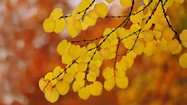 Wallpaper Nature, Branch, Desktop, Leaves, Yellow, With, Shallow, Background