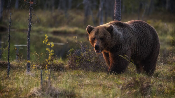 Wallpaper Bear, Brown, Desktop, Animals