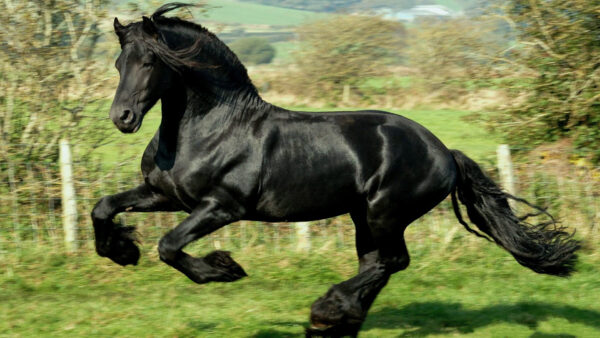 Wallpaper Desktop, Horse, Black, Running