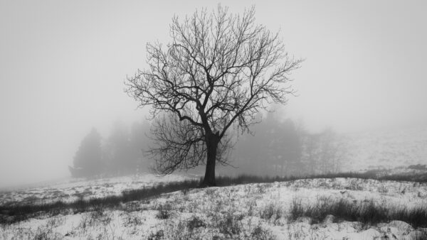 Wallpaper With, Snow, Tree, Covered, Nature, Background, Desktop, Leafless, Fog, Grass