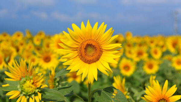 Wallpaper Mobile, Sky, Flowers, Yellow, Background, Blue, Field, Desktop, Sunflowers