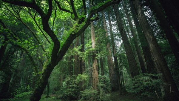 Wallpaper Green, Covered, Forest, Trees, Height, Long