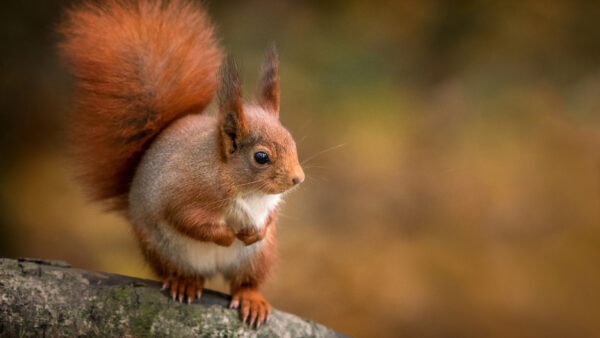 Wallpaper Red, Squirrel, Background, Desktop, Shallow, With