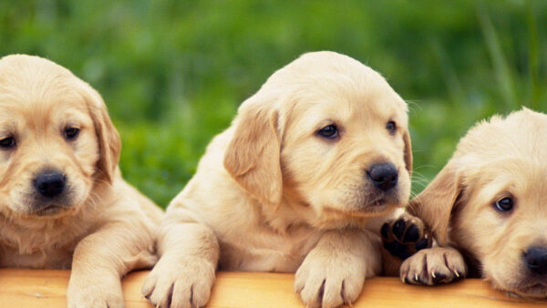 Wallpaper Bench, With, Desktop, Puppies, Grass, Background, Wooden, Three, Green, Animals