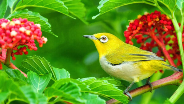 Wallpaper Plant, Leaves, Birds, Green, Bird, Yellow, Branch