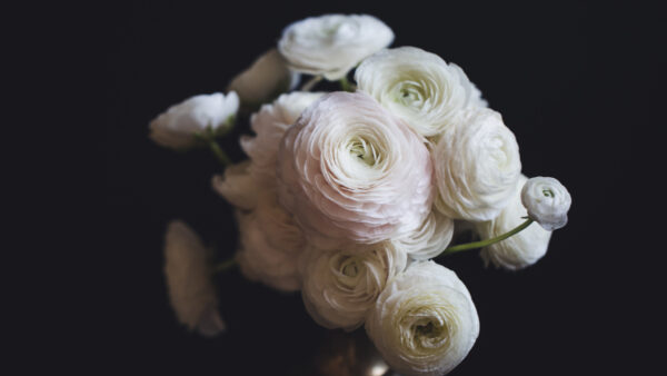 Wallpaper White, Rose, Black, Background, Desktop, Mobile, Flowers