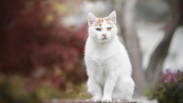 Wallpaper Cat, Desktop, Background, Yellow, Steps, Eyes, Blur, White, Stone