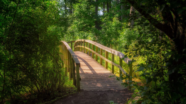 Wallpaper Desktop, Wood, Forest, Bridge, Bushes, Nature, Green, Mobile, Plants, Between, Trees