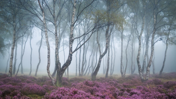 Wallpaper Trees, Plants, Green, Purple, Mobile, Nature, Mist, Flowers, Forest, Beautiful, Desktop