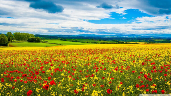 Wallpaper Field, Blue, Cloudy, Under, Sky, Yellow, Red, Flowers, With, Leaves, Desktop