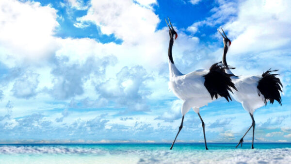 Wallpaper Cloudy, Black, Beach, Walking, Under, White, Desktop, Crane, Birds, Sand, Are, Two, Blue, Sky