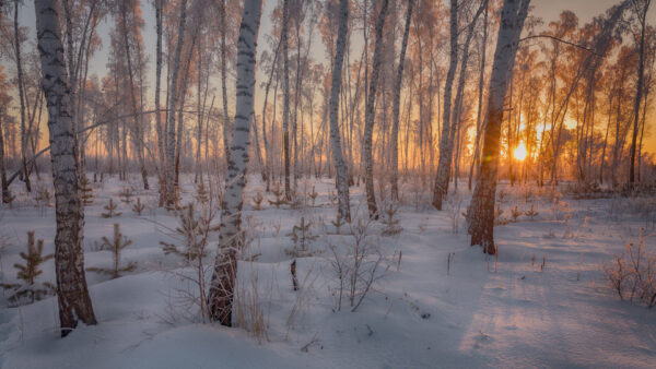 Wallpaper During, Trunk, Desktop, Forest, Covered, Winter, Sunset, Snow