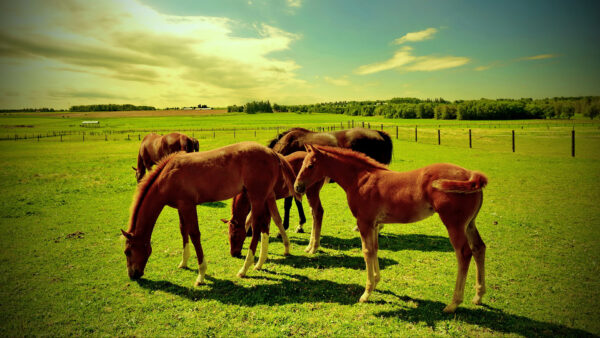 Wallpaper Horses, Green, Desktop, Grass, Horse, Brown