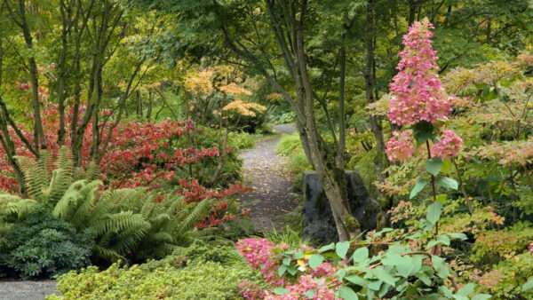 Wallpaper Garden, Road, Nature, Between