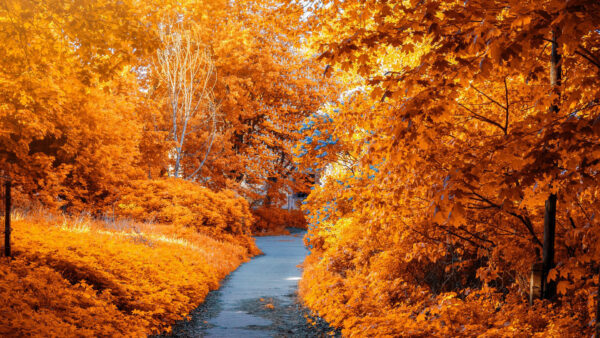 Wallpaper Leaves, Autumn, Yellow, Pathway, Trees, Between, Park, Nature, During, With