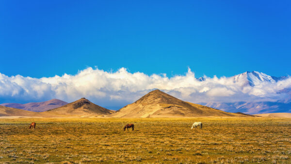 Wallpaper Tibet, Nature, Desktop, Horses, Blue, Under, Grass, Clouds, Sky