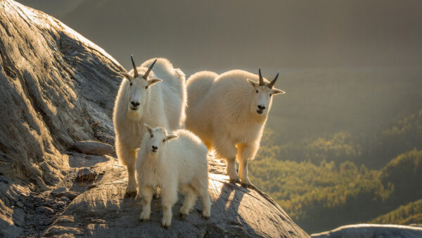 Wallpaper White, Goat, Rock, Standing, Are, Goats