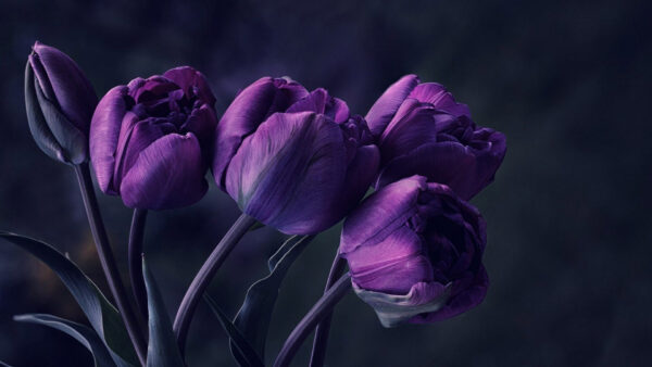 Wallpaper Flowers, Blur, Desktop, Purple, Closed, Background, Dark